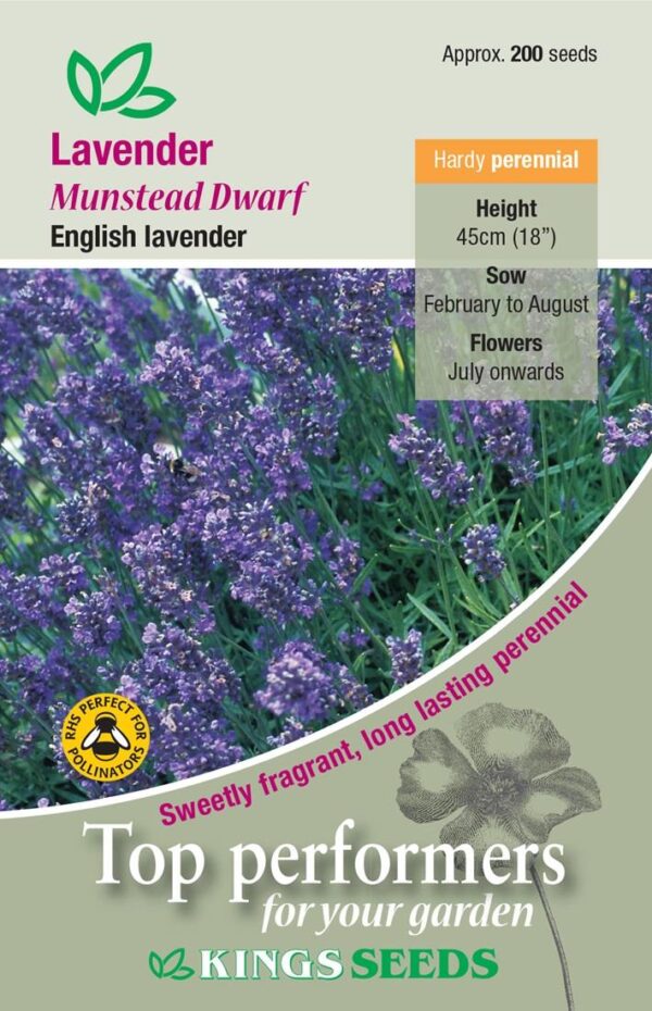 Lavender Munstead Pack King's Quality Seeds