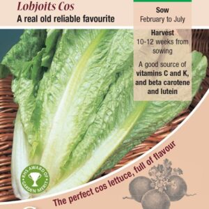 Lettuce 'Lobjoits Green Cos' Pack Kings Seeds