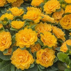 Double Primrose Primula Belarina® Tangerine Twist Perennial Plug Plants Pack x5