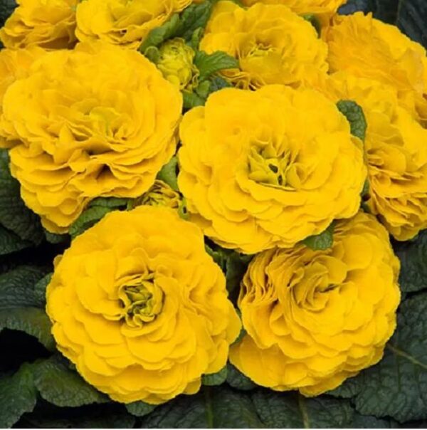 Double Primrose Primula Belarina® Day-Glo Yellow Perennial Plug Plants Pack x6