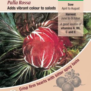 Raddichio Chicory Palla Rossa Quality Kings Seeds Vegetable Pack