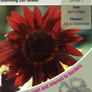 Sunflower Seed Claret F1 Pack Flower Seeds