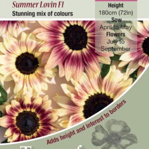 Sunflower Seed Summer Lovin F1 Pack Flower Seeds