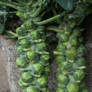 Brussels Sprout 'Trafalgar F1' Vegetable Seeds King's Seed