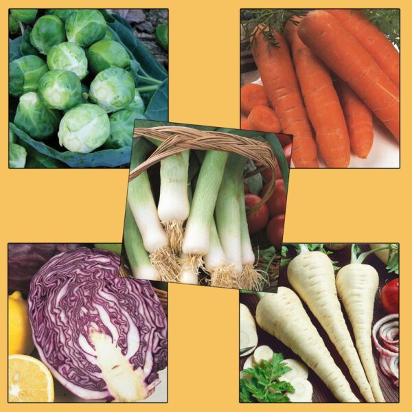 Vegetable Seeds Grow Your Christmas Lunch Pack 5 Varieties