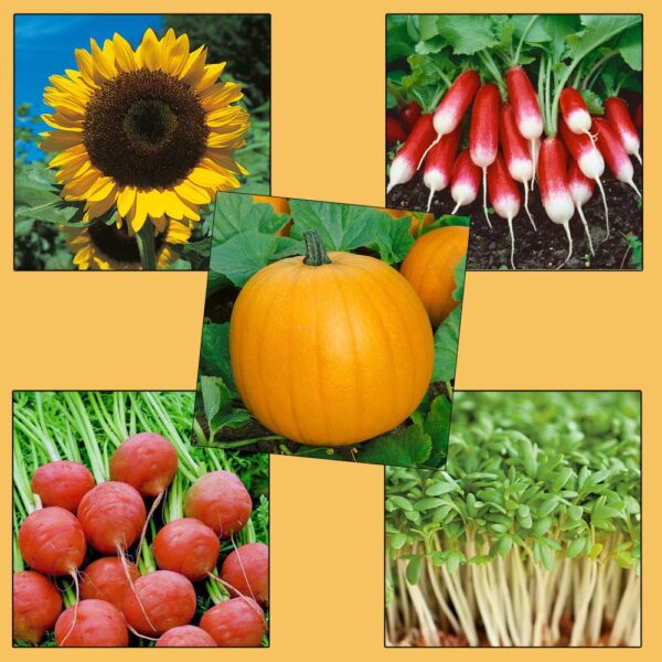 Childrens Starter Pack Garden Seed Collection Pack 5 Varieties