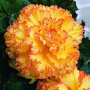 Begonia 'Feathered Sun Exotic' Quality Bulbs/Tubers Pack x3