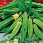 Okra Clemsons Spineless (Ladies Fingers) Pack Seeds