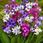 Babiana Stricta Mixed (Baboon Flower) Summer Bulbs Pack x10