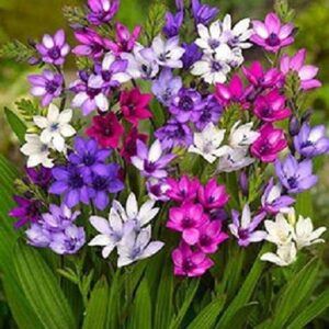 Babiana Stricta Mixed (Baboon Flower) Summer Bulbs Pack x10