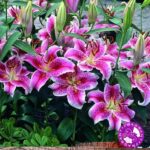 Oriental Lily 'Stargazer' Top Quality WPC Prins Summer Bulbs Pack 2 Bulbs/Tubers