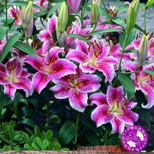 Oriental Lily 'Stargazer' Top Quality WPC Prins Summer Bulbs Pack 2 Bulbs/Tubers