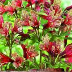 Alstroemeria Mona Lisa WPC Prins Bulbs, Tubers & Bareroot Perennials Pack x1