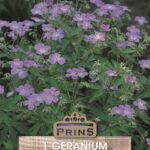 Hardy Geranium Johnsons Blue Bare Root Perennial Plant x1 WPC Prins