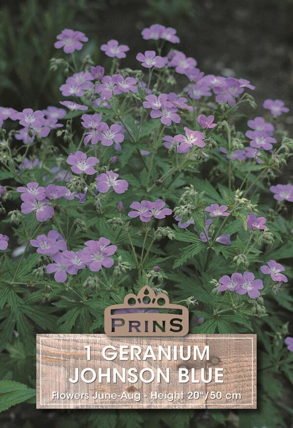 Hardy Geranium Johnsons Blue Bare Root Perennial Plant x1 WPC Prins