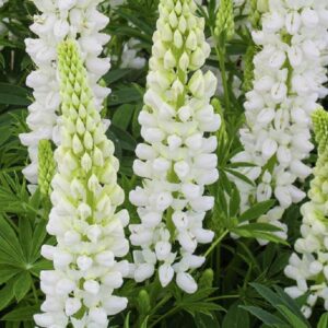 Lupin / Lupinus 'Dwarf Gallery White' Perennial Garden Plug Plants Pack x6