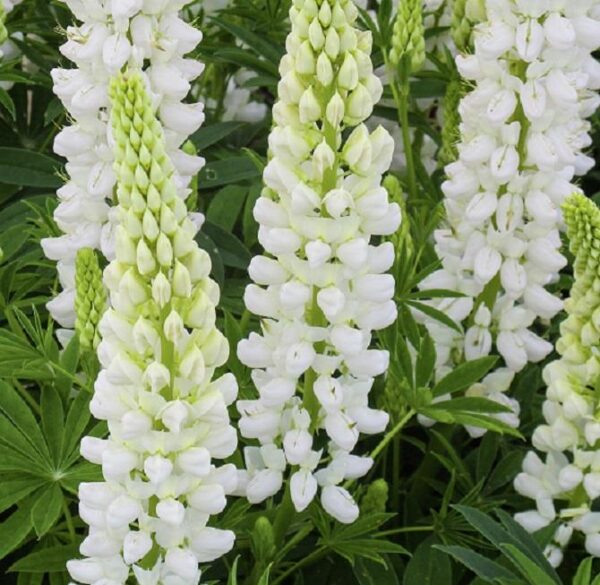 Lupin / Lupinus 'Dwarf Gallery White' Perennial Garden Plug Plants Pack x6