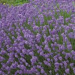 Lavender English 'Hidcote' LARGE Plug Plants Perennial Pack x6