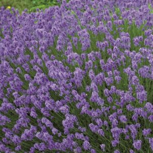 Lavender English 'Hidcote' LARGE Plug Plants Perennial Pack x6