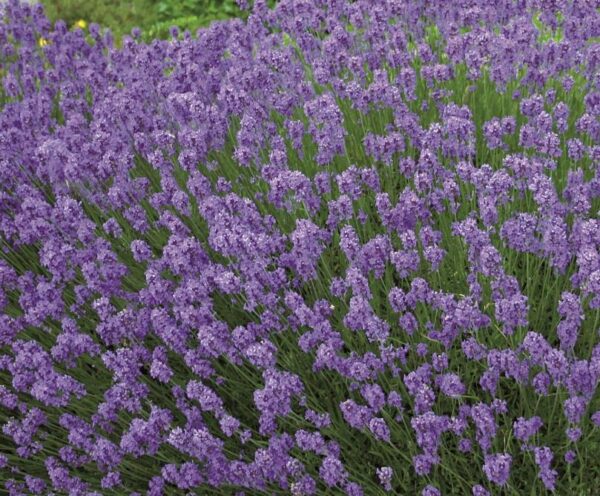 Lavender English 'Hidcote' LARGE Plug Plants Perennial Pack x6