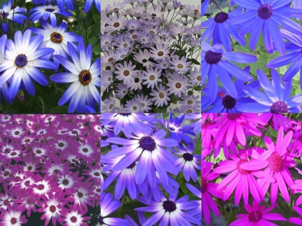 Cineraria Senetti Mixed Garden Plug Plants Pack x6