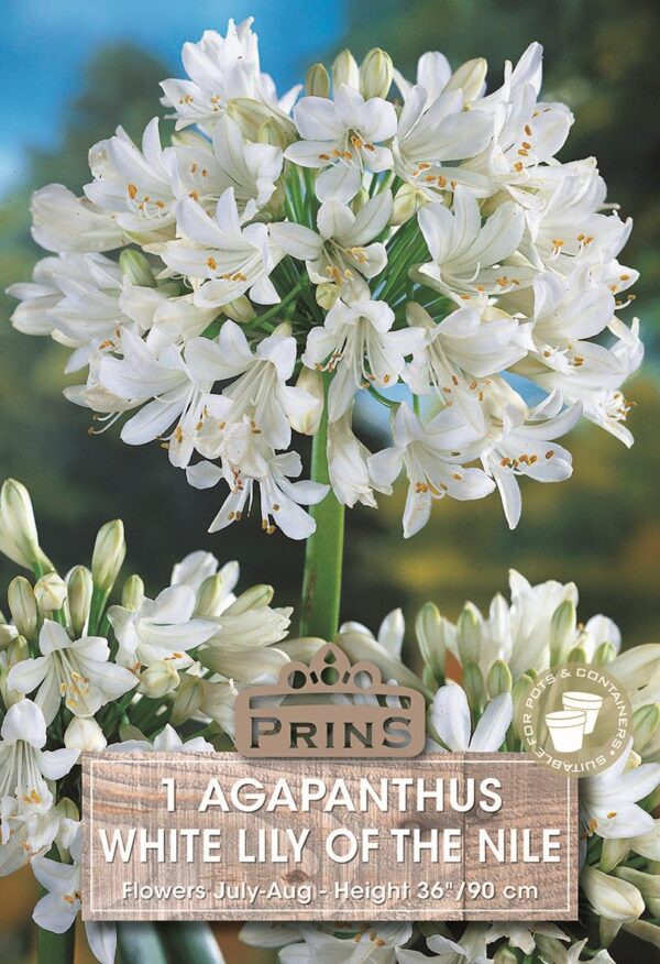 Agapanthus White ( Nile lily) WPC Prins Quality garden Bulb/Tuber Pack x1