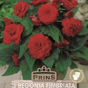 Begonia 'Fimbriata Red' WPC Prins Quality Bulbs/Tubers Pack x3
