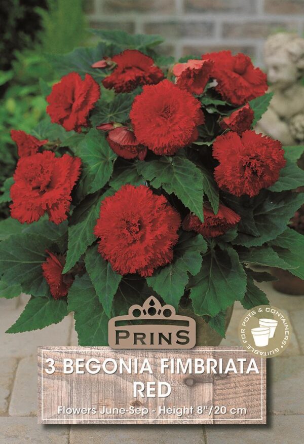 Begonia 'Fimbriata Red' WPC Prins Quality Bulbs/Tubers Pack x3