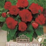 Begonia Double Red WPC Prins Quality Bulbs & Tubers Pack x3