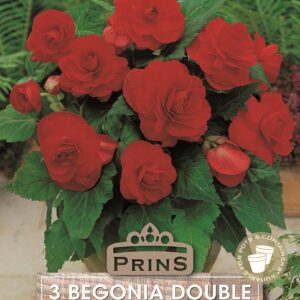 Begonia Double Red WPC Prins Quality Bulbs & Tubers Pack x3