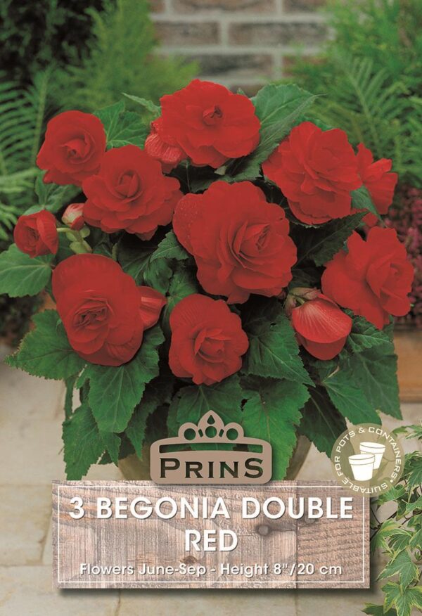 Begonia Double Red WPC Prins Quality Bulbs & Tubers Pack x3