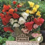 Begonia 'Pendula Mixed' WPC Prins Quality Bulbs/Tubers Pack x3