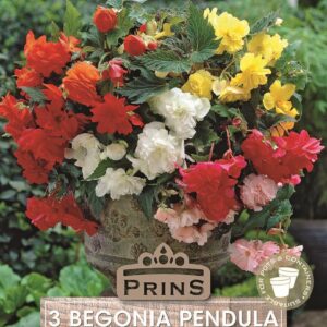 Begonia 'Pendula Mixed' WPC Prins Quality Bulbs/Tubers Pack x3