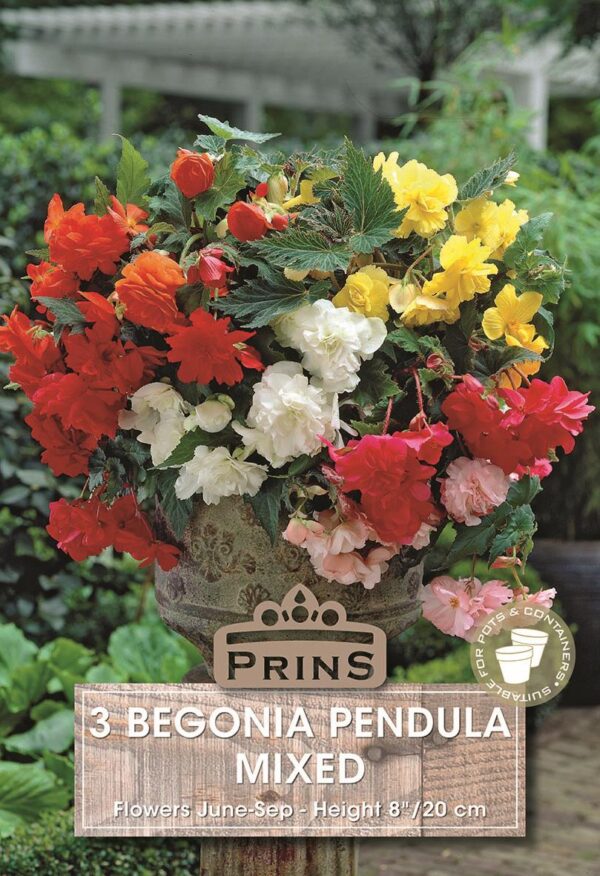 Begonia 'Pendula Mixed' WPC Prins Quality Bulbs/Tubers Pack x3