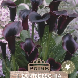 Zantedeschia Schwarzwalder 'Black' Calla Lily Summer Bulb/Tuber