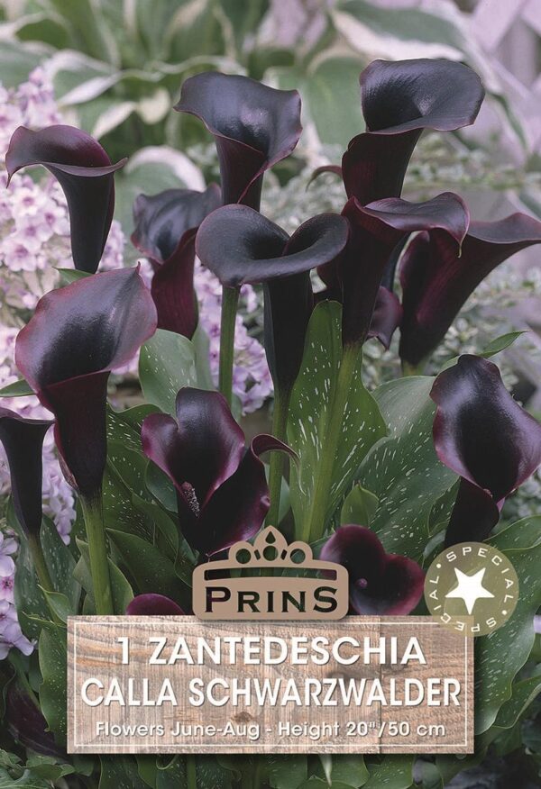 Zantedeschia Schwarzwalder 'Black' Calla Lily Summer Bulb/Tuber