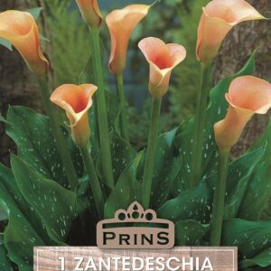 Zantedeschia 'Cameo' Calla Lily Summer Flowering Bulbs Bulb/Tuber