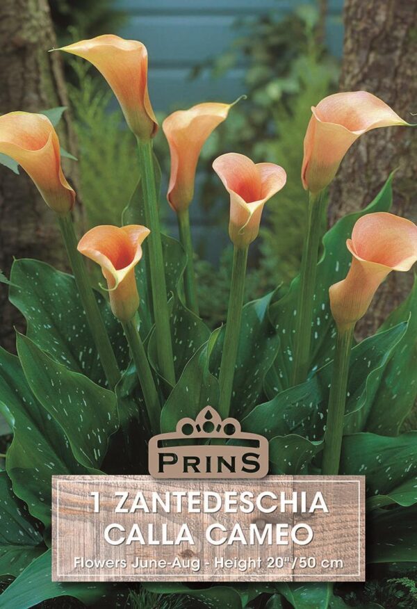Zantedeschia 'Cameo' Calla Lily Summer Flowering Bulbs Bulb/Tuber