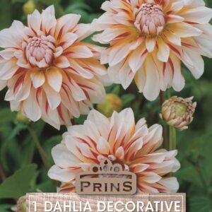 Dahlia Decorative 'Carribean Fantasy' WPC Prins Garden Bulb/Tuber