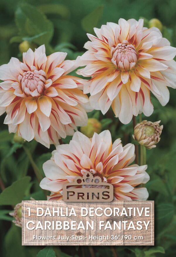 Dahlia Decorative 'Carribean Fantasy' WPC Prins Garden Bulb/Tuber