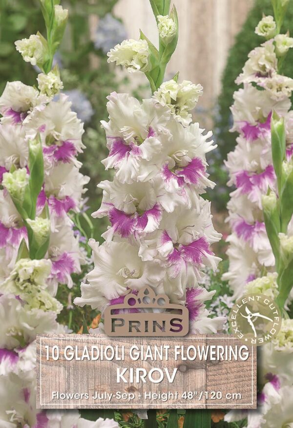 Large Gladioli Giant Flowering Parrot 'Kirov' Pack x10 Bulbs