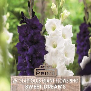 Large Gladioli 'Sweet Dreams Mixed' WPC Prins Value Pack x25 Bulbs