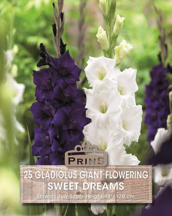 Large Gladioli 'Sweet Dreams Mixed' WPC Prins Value Pack x25 Bulbs