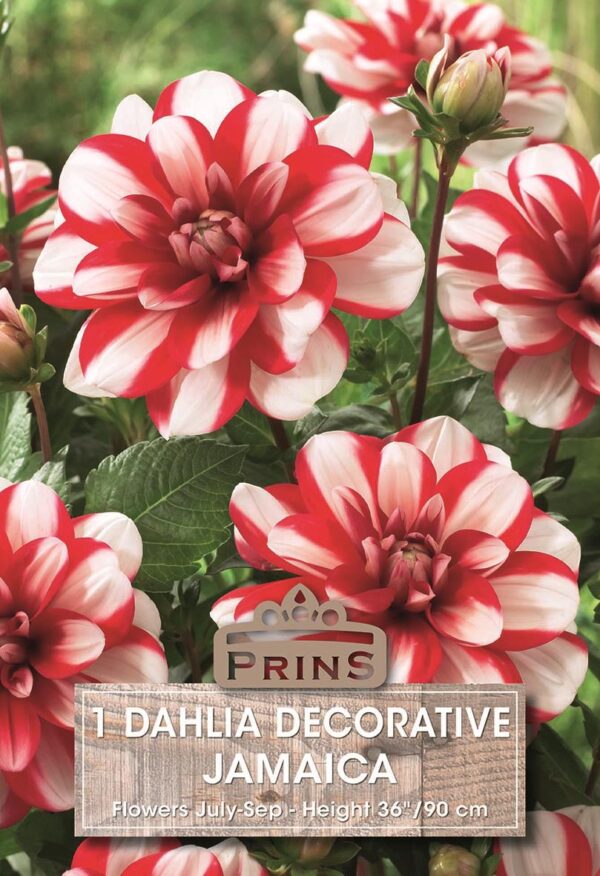 Dahlia Bulb/Tuber Decorative 'Jamaica' Quality WPC Prins Summer Bulbs