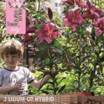 Tower / Skyscraper Lily 'Purple Prince' WPC Prins Bulbs & Tubers Pack x3