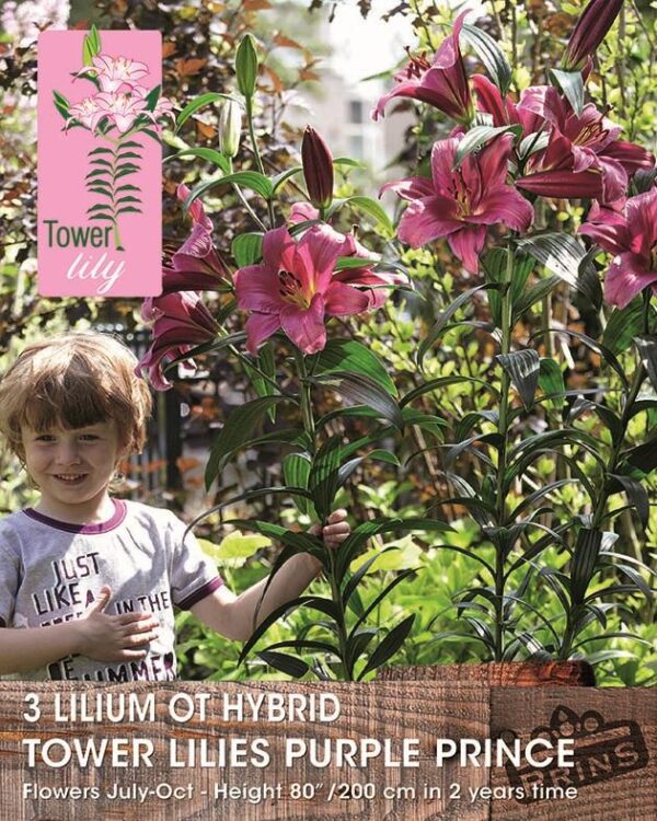 Tower / Skyscraper Lily 'Purple Prince' WPC Prins Bulbs & Tubers Pack x3