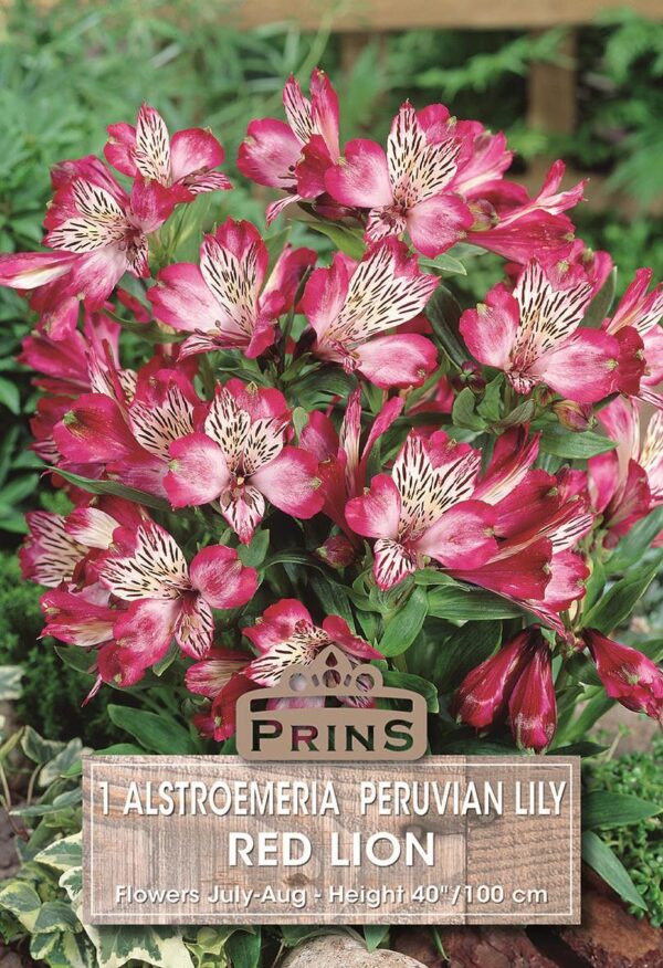 Alstroemeria 'Red Lion' Bulbs,Tubers & Bareroot Perennials Pack x1