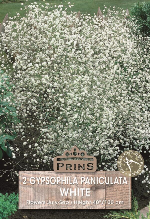 Gypsophila Paniculata (Bristol Fairy) Perennial WPC Prins Bulbs/Tubers Pack x2