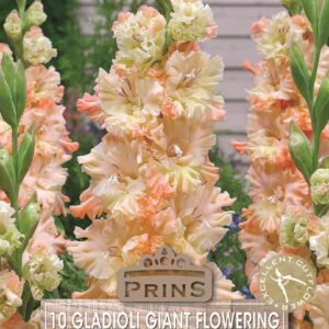 Large Gladioli Gladiolus 'Sotsjii' WPC Prins Summer Bulbs