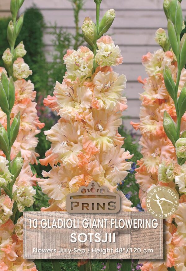 Large Gladioli Gladiolus 'Sotsjii' WPC Prins Summer Bulbs